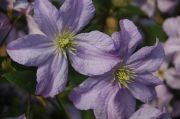 Clematis 'Prince Charles'